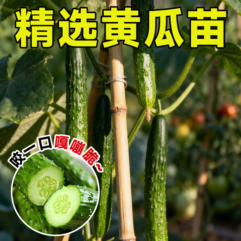 黄瓜苗秧老品种带土山东寿光新鲜四季盆栽蔬菜孑高产水果黄瓜种子,淘宝优惠券,粉丝福利购,淘宝优惠卷