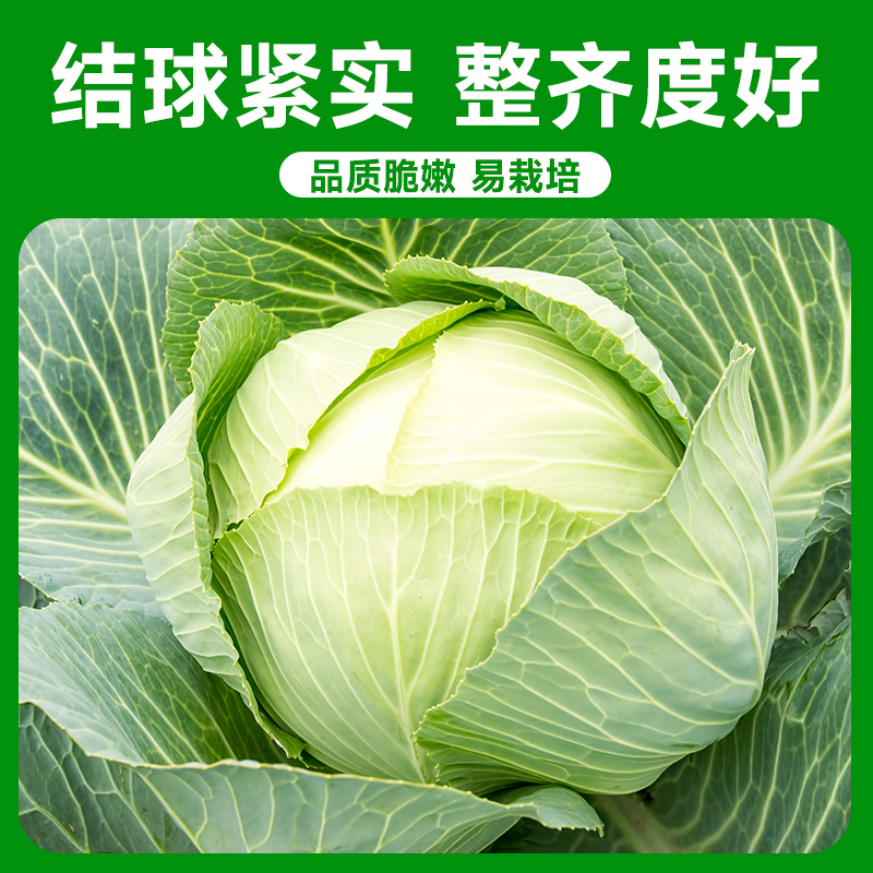 包菜秧苗种子带土山东寿光四季阳台盆栽本地老品种牛心绿甘蓝苗子 - 图3
