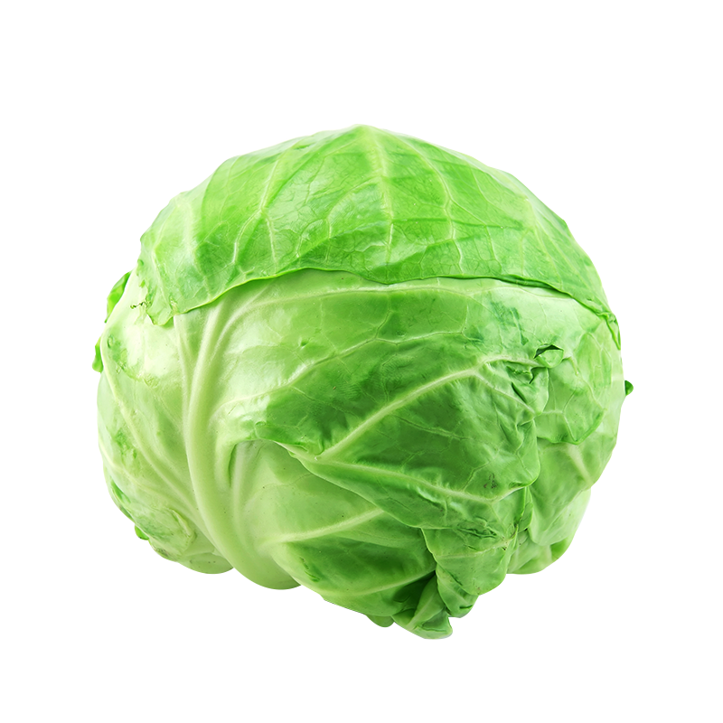 包菜秧苗种子带土山东寿光四季阳台盆栽本地老品种牛心绿甘蓝苗子 - 图0