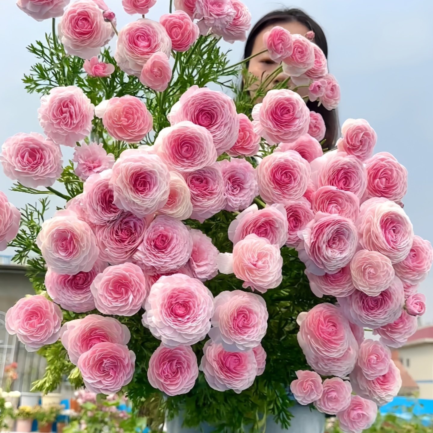 进口蝴蝶花毛茛种球根带芽重瓣洋牡丹花苗阳台盆栽庭院花卉绿植物,淘宝优惠券,粉丝福利购,淘宝优惠卷