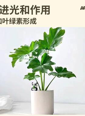 硫酸亚铁酸性肥料花卉茉莉花果树通用肥料防黄叶调酸水溶专用肥料