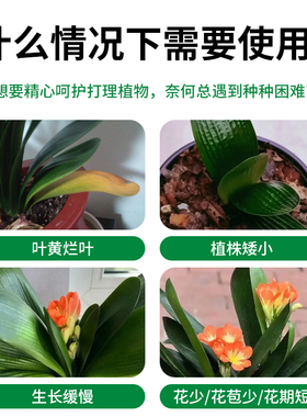 君子兰夹箭肥料君子兰营养液促箭剂催根开花保绿水培通用营养液