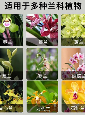 船长兰灵王兰花专用肥营养液君子蝴蝶兰科石斛促开花肥料菌剂