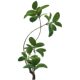 Simulated green plant black diamond rubber tree fake plant ornaments