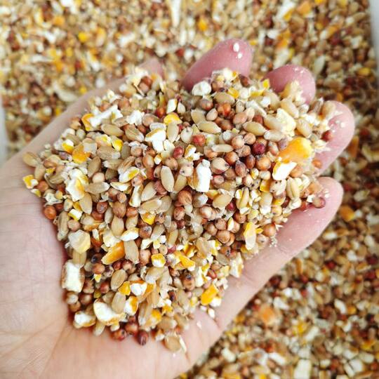 Chicken food mixed with sorghum, wheat and chopped corn