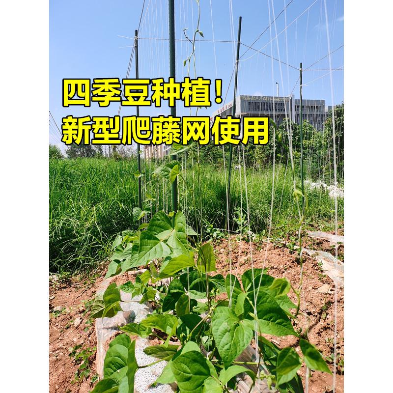 豆乐爬藤网厂家种植神器四季豆网豌豆网豇豆豆角网荷兰豆免挂线 - 图1