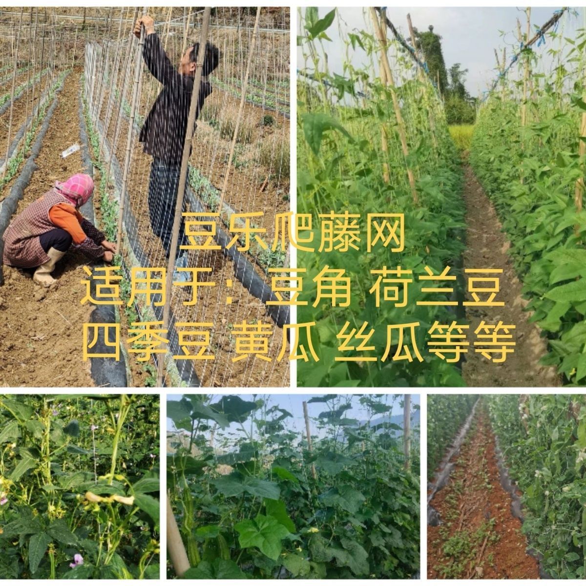 豆乐爬藤网厂家种植神器四季豆网豌豆网豇豆豆角网荷兰豆免挂线 - 图0