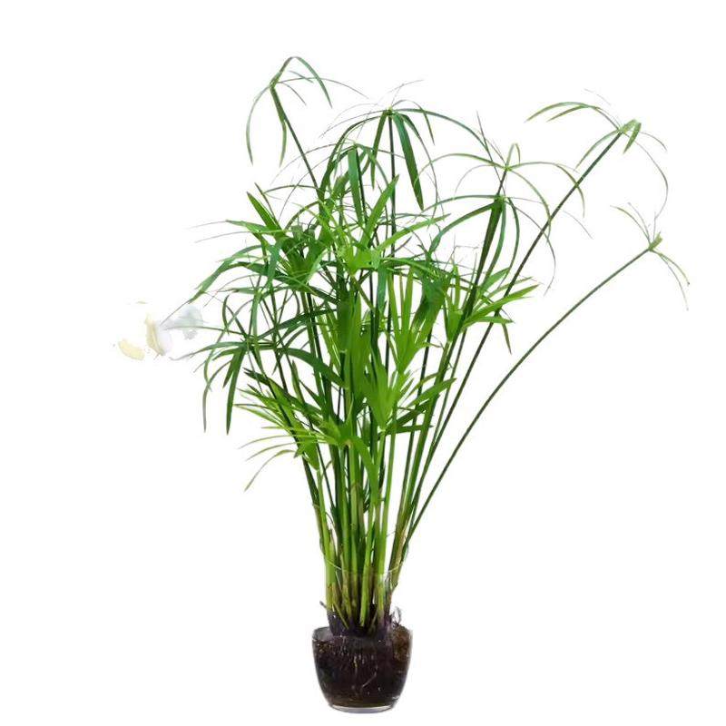 水竹水培植物风车草室内盆栽鱼缸龟缸绿植鱼池塘造景净化水质水草,淘宝优惠券,粉丝福利购,淘宝优惠卷