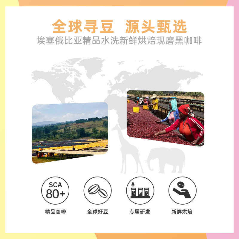 FS2C埃塞 耶加雪菲果丁丁G1浅度新鲜烘焙核果风味手冲SOE咖啡豆