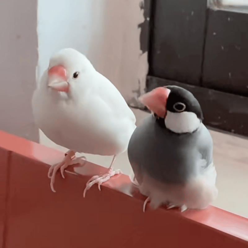 文鸟七彩文鸟灰白文鸟一对可繁殖可爱好看珍珠鸟十姐妹萌宠物鸟,淘宝优惠券,粉丝福利购,淘宝优惠卷