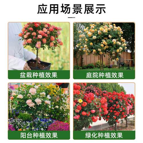棒棒糖月季四季多花卉盆栽庭院室外开花园植物特大树状月季老树桩 - 图3