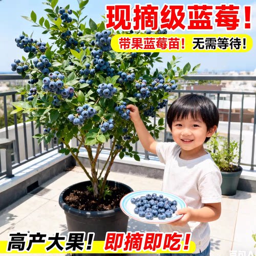 蓝莓树果苗盆栽带果发货特大号南北方种植正宗四季蓝莓盆栽果树苗 - 图2