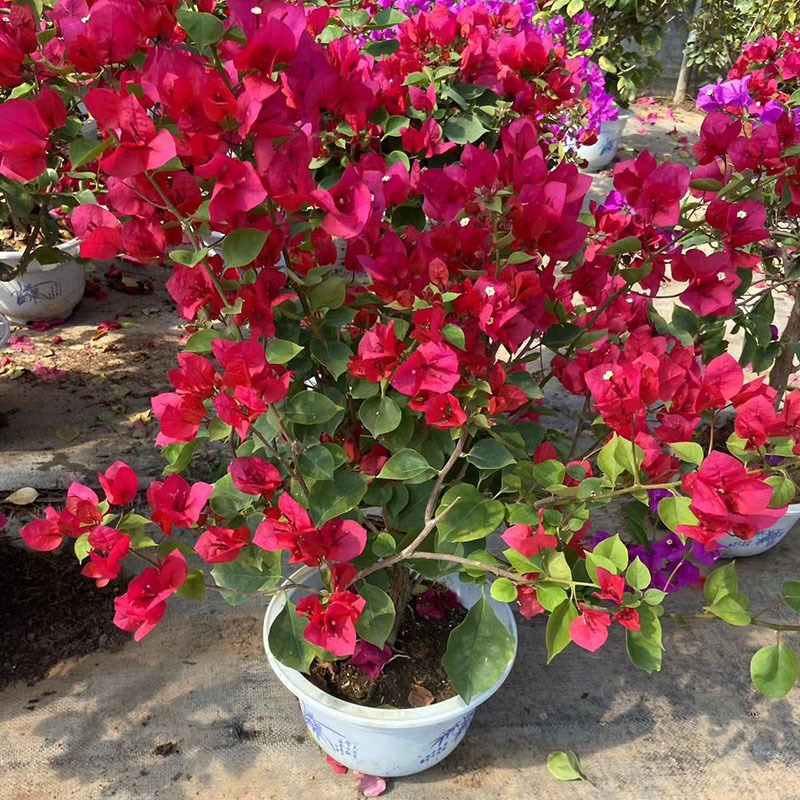 重瓣三角梅盆栽大颗5年苗带花爬藤植物原土发货老桩庭Z院阳台耐寒 - 图3