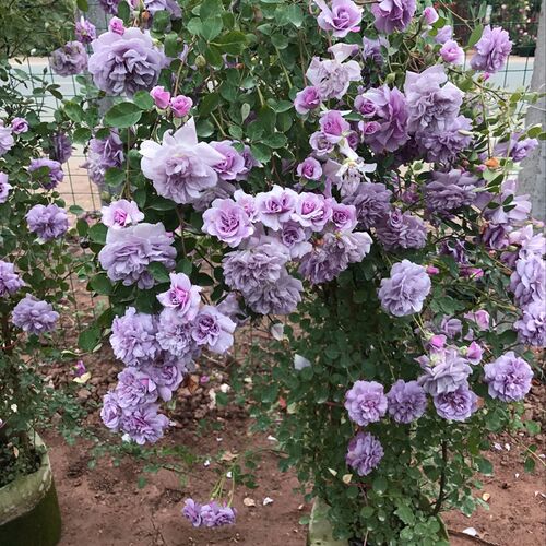 大苗蔷薇花苗藤本月季四季开花特大花浓香爬藤U植物玫瑰墙花卉 - 图2