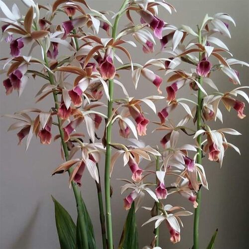 鹤顶兰室内阳台盆栽观花卉t 兰花 千鹤兰 开花多好看 花期春末夏 - 图1