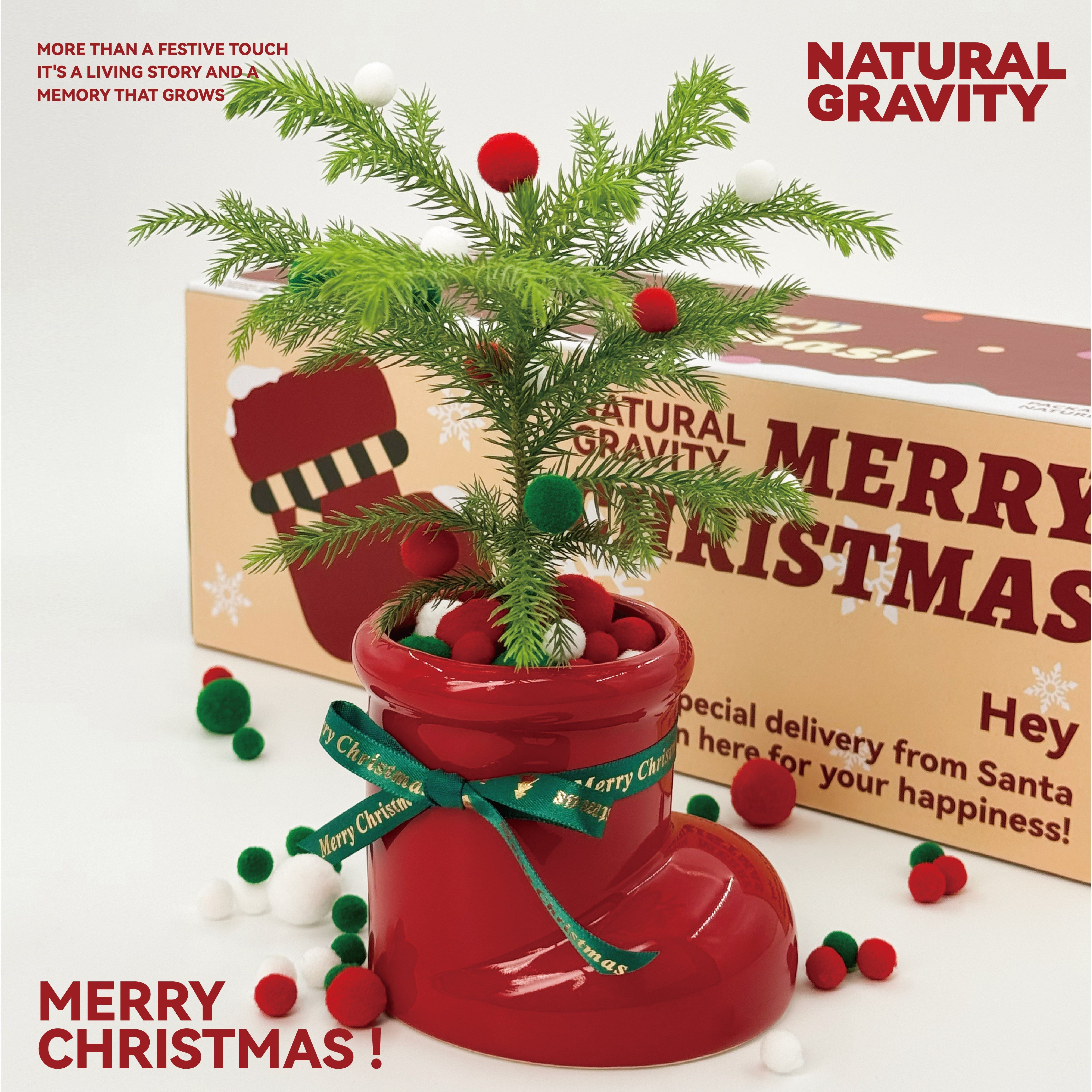 自然引力 圣诞礼物圣诞树南洋杉圣诞靴桌面创意室内绿物送人礼物,淘宝优惠券,粉丝福利购,淘宝优惠卷