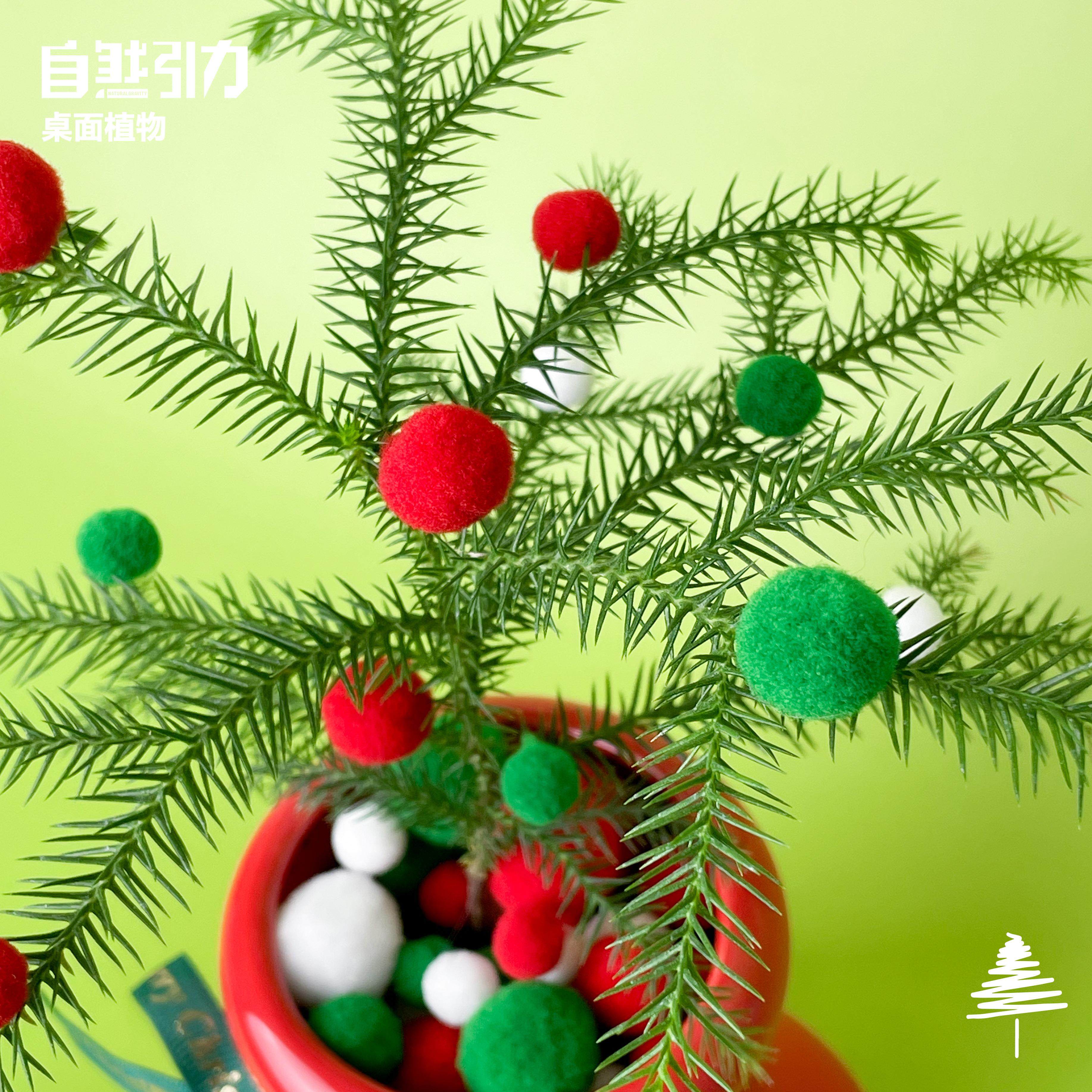 自然引力-圣诞靴南洋杉圣诞新年礼物办公室桌面绿植摆件送人礼品,淘宝优惠券,粉丝福利购,淘宝优惠卷