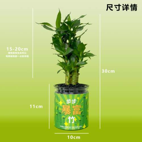 自然引力- 步步暴富竹创意办公室桌面盆栽水培富贵竹室内好养绿植 - 图0