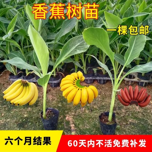 耐寒香蕉树苗芭蕉树苹果蕉粉蕉盆栽矮化批量发香蕉果树苗南方种植 - 图1