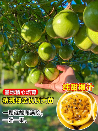 纯甜黄金百香果苗广西纯甜黄金树苗庭院盆栽种植当年结果带土四季 - 图0