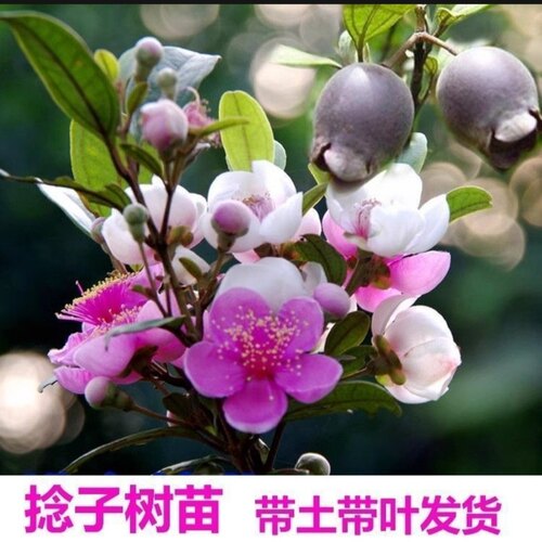 桃金娘山捻子树苗四季种植观赏别墅庭院阳台花树常青绿化盆栽绿植 - 图0
