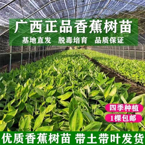耐寒香蕉树苗芭蕉树苹果蕉粉蕉盆栽矮化批量发香蕉果树苗南方种植 - 图2
