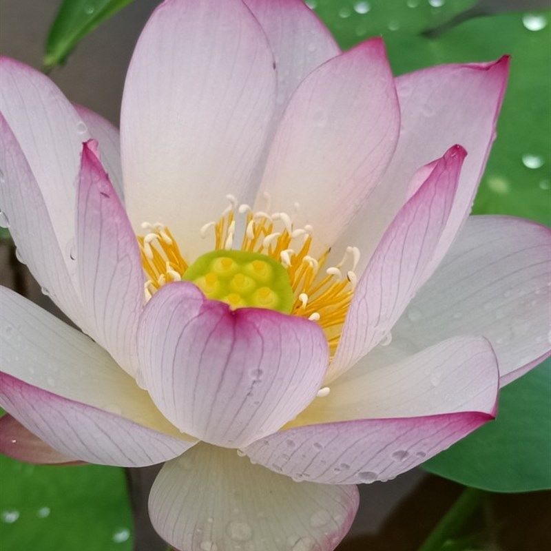 碗莲逸仙莲大型品种花单瓣u白色尖红易结实丰花三十五以上直径容,淘宝优惠券,粉丝福利购,淘宝优惠卷