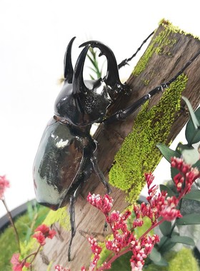 森林勇士真实昆虫甲虫标本生态微景观玻璃罩摆件大兜虫Z收藏品礼