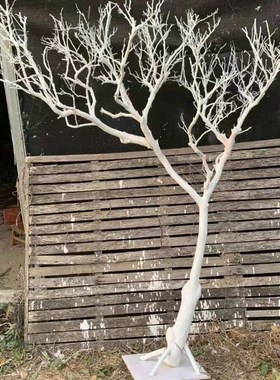 白色干树枝d造景干枝树干许愿树枯树室内造型树枝干原木树枝装饰