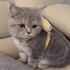 Cat leash to prevent break-away cat walking day dog chain