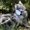 Cat leash wings I-shaped adjustable rope