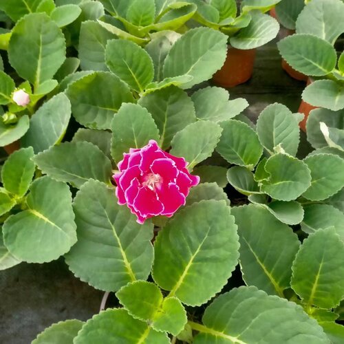 一颗包邮重瓣大岩桐盆栽带花苞发货芙蓉花带花苞发货室内四季 - 图2