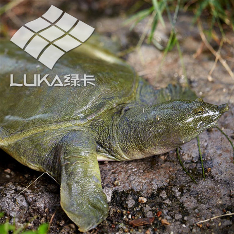 【2斤尝鲜】绿卡3年外塘生态放养中华鳖鲜活食用甲鱼活体优质王八,淘宝优惠券,粉丝福利购,淘宝优惠卷