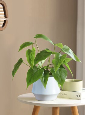 仿真绿植多头铜钱草假p花植物塑料假花客厅装饰仿生绿植盆栽小摆