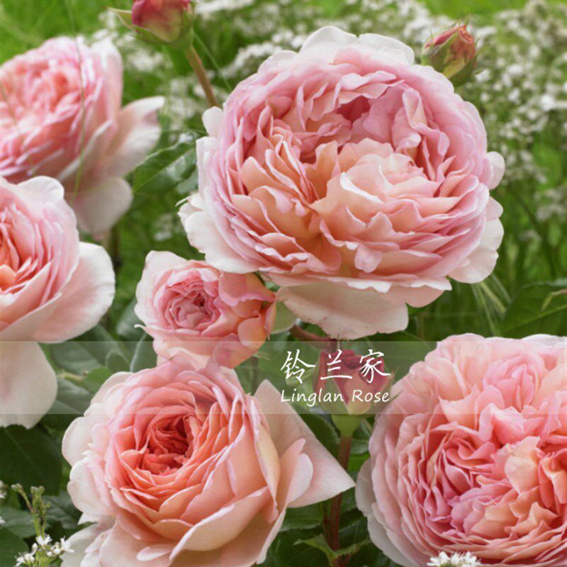 铃兰家   亚伯拉罕 月季浓香灌木爬藤N两用扦插大苗四季开花,淘宝优惠券,粉丝福利购,淘宝优惠卷