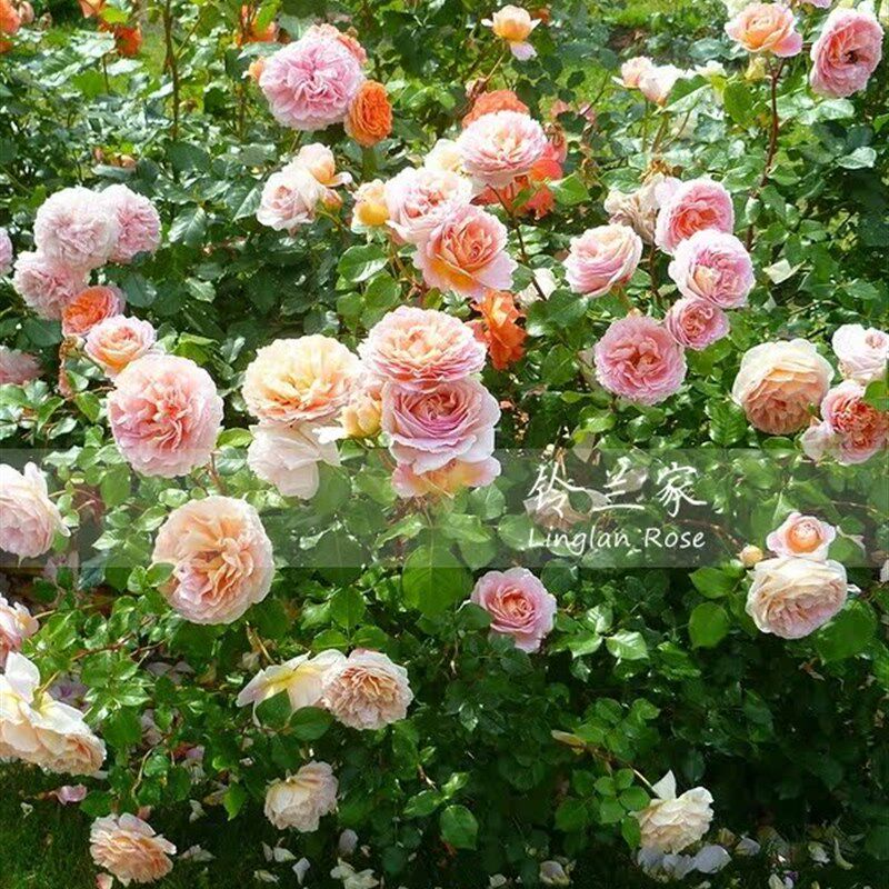 铃兰家   亚伯拉罕 月季浓香灌木爬藤N两用扦插大苗四季开花,淘宝优惠券,粉丝福利购,淘宝优惠卷