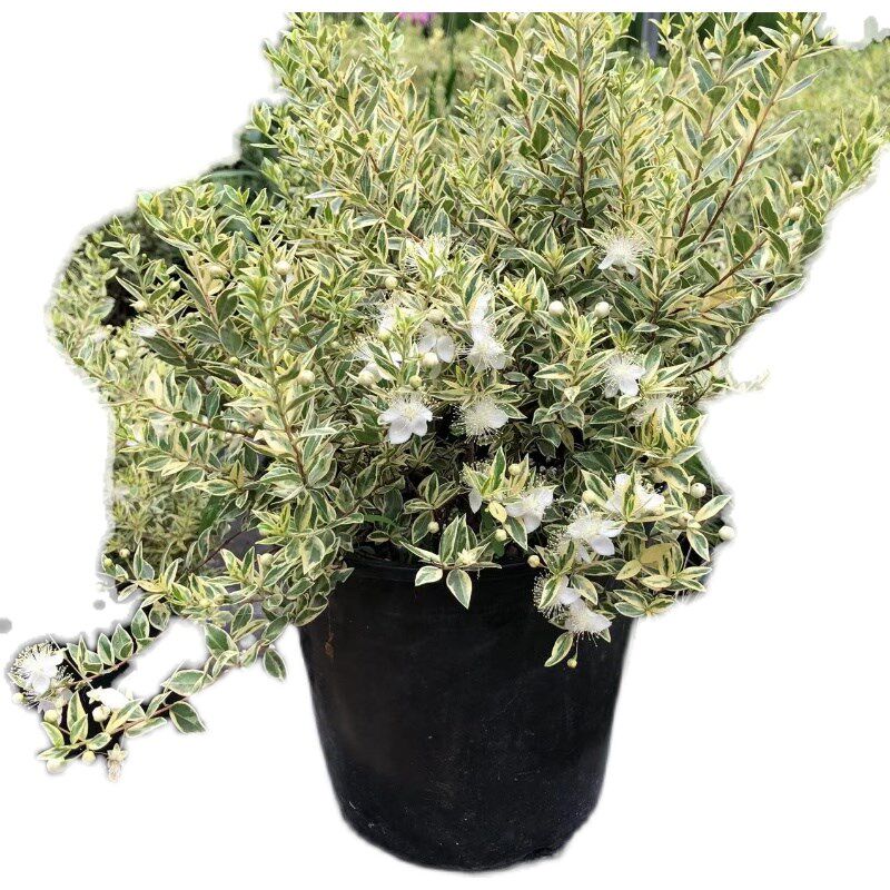 花叶香桃木花苗盆栽 爱神木 茂树 E阳台庭院耐寒耐热花卉四常绿季,淘宝优惠券,粉丝福利购,淘宝优惠卷