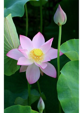 速发白荷花莲花画饰画荷叶自纸风景白莲花海报挂装油画布壁然贴画