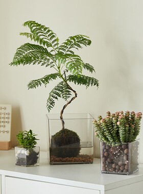 加厚透明亚克力花盆正方形水培绿植郁金香多肉花盆插花方缸摆件小