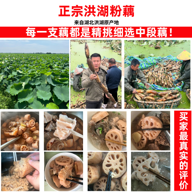 正宗洪湖粉藕莲藕新鲜煲汤藕湖北湖藕面藕红藕糯米藕1斤/3斤/5斤 - 图0