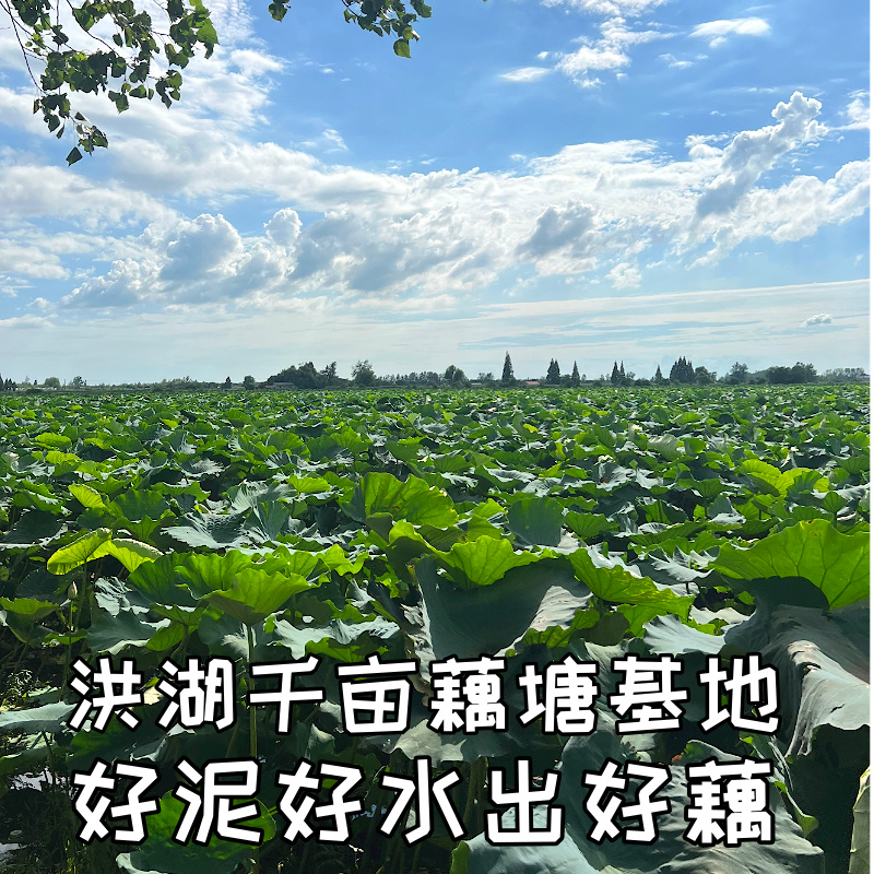 正宗洪湖粉藕莲藕新鲜煲汤藕湖北湖藕面藕红藕糯米藕1斤/3斤/5斤 - 图1