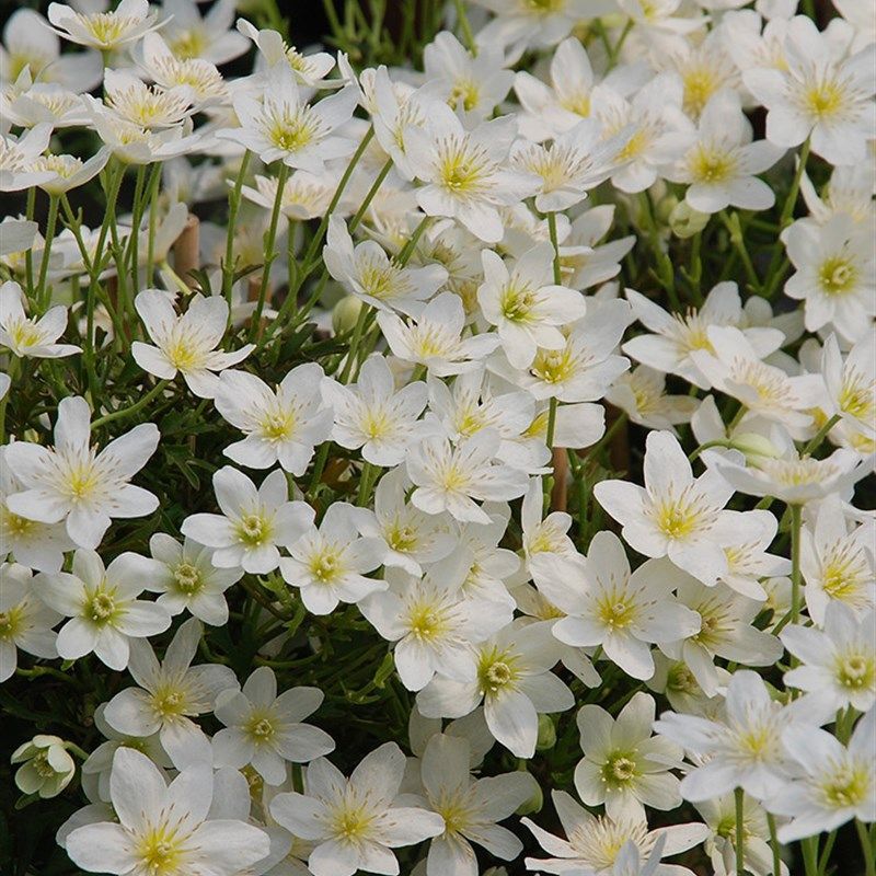 银币雪崩铁线莲花l苗爬藤常绿植物盆栽花架窗台阳台攀援可垂吊花,淘宝优惠券,粉丝福利购,淘宝优惠卷