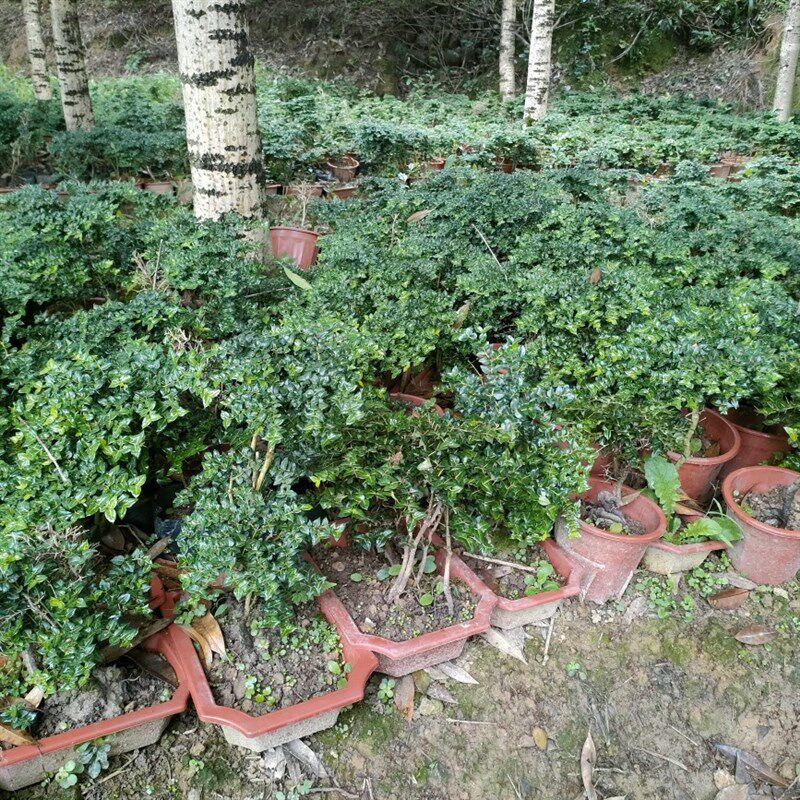 黄山小叶虎刺盆景R 根系发达,淘宝优惠券,粉丝福利购,淘宝优惠卷