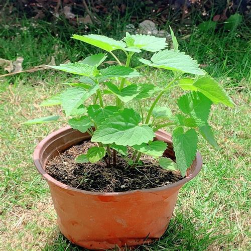 速发藿香苗盆栽可食用香叶植物庭院台可种植鱼香草香菜植物包 - 图1