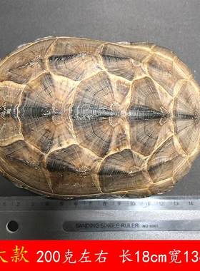 天然真乌龟壳草龟壳摇卦龟甲龟苓膏原料文玩手把件完整不掉皮