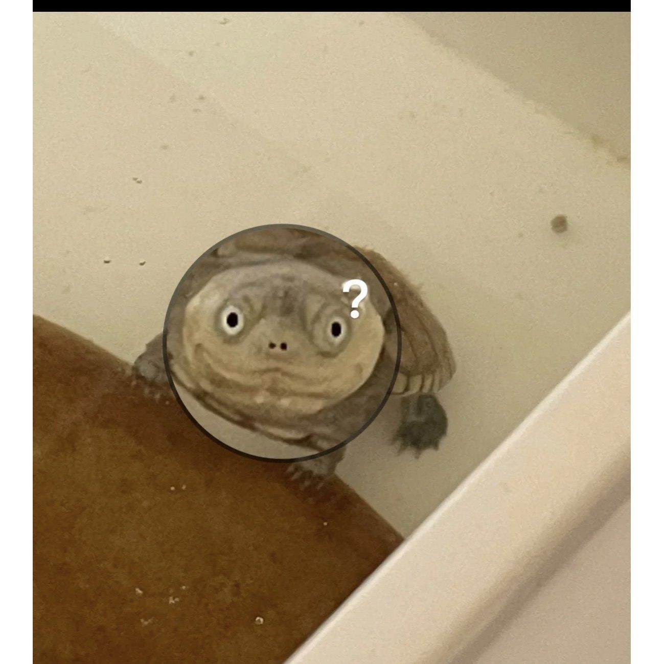 【网红微笑龟】沼泽猪龟苗活体沼泽侧颈龟活体西非龟苗活体宠物龟,淘宝优惠券,粉丝福利购,淘宝优惠卷