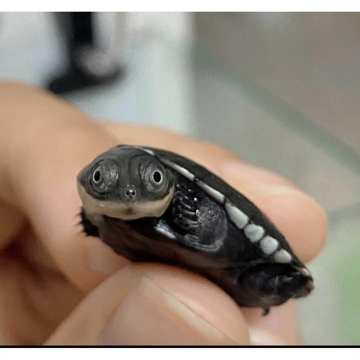 【网红微笑龟】沼泽猪龟苗活体沼泽侧颈龟活体西非龟苗活体宠物龟,淘宝优惠券,粉丝福利购,淘宝优惠卷