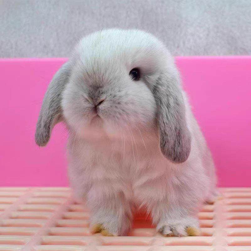 垂耳兔子活物迷你宿舍宠物兔小鹿霜白道奇进口血统小型侏儒兔活体,淘宝优惠券,粉丝福利购,淘宝优惠卷