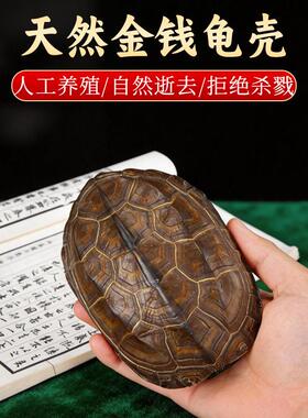 乾隆铜钱六爻摇卦工具算挂摆件天然乌龟壳真龟甲文玩客厅玄关