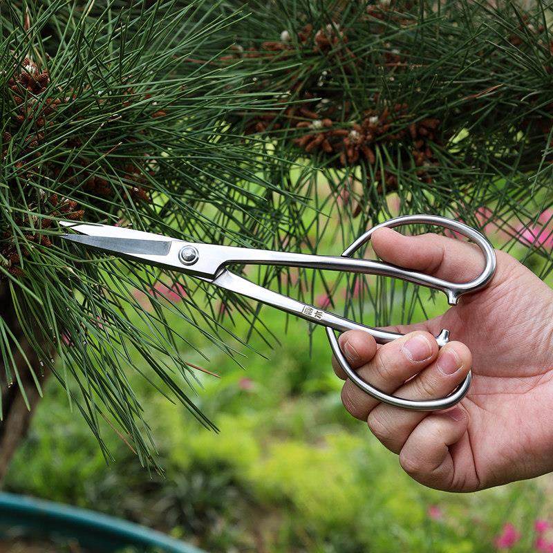 鼎木叶芽剪盆景专用修剪造型工具盆景芽剪剪刀兰花分苗剪小枝芽剪,淘宝优惠券,粉丝福利购,淘宝优惠卷